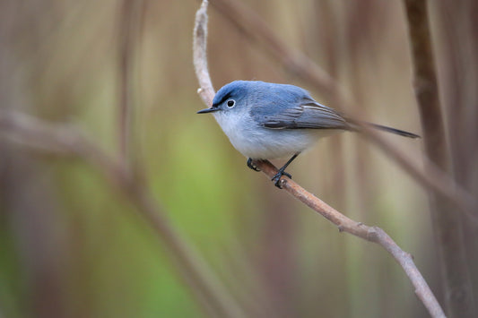 Why Birds Collide with Windows and How We Can Prevent It