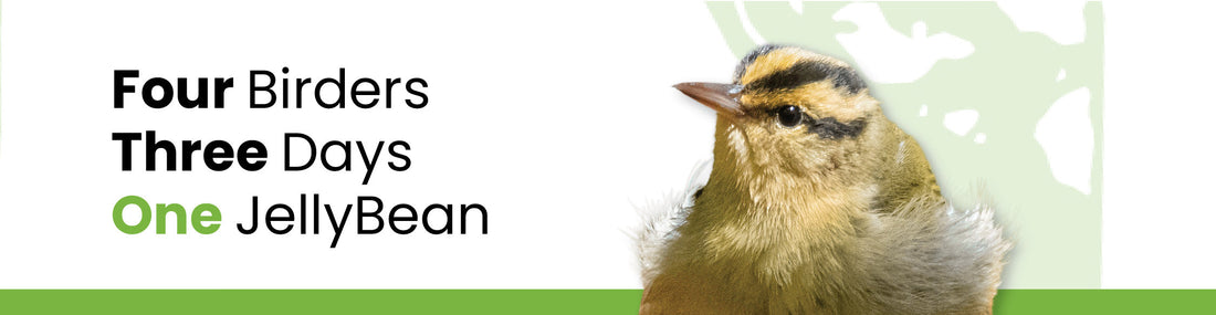Or, how the Profanity Warbler got its name